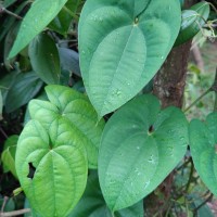 Dioscorea alata L.